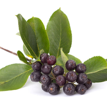 Seattle  Myrtle energizes scalp and skin